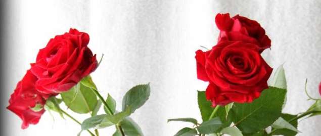 stream the bachelorette live online free stream the bachelorette live online free